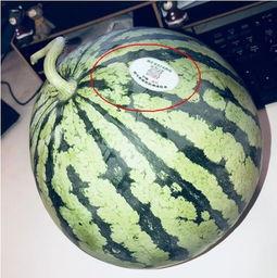 黑吃瓜网红,揭秘网络红人背后的暗流涌动