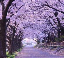 日本樱花的歌,探寻樱花之歌背后的故事