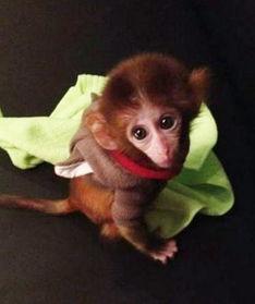 袖珍猴视频,揭秘迷你灵长类动物的可爱瞬间