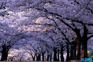 樱花校园独家爆料视频,樱花校园爆笑瞬间，笑料连连引网友热议