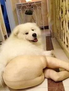 网状丝袜母狗,探寻时尚与野性的独特魅力