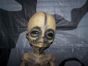 51区布希曼爆料视频,布希曼爆料视频曝光惊人内幕