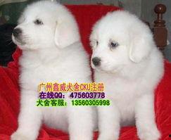 大白熊最新爆料,娱乐圈幕后真相大曝光！