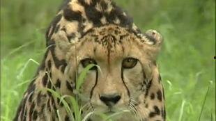 视频猎豹,揭秘猎豹捕猎的惊心动魄瞬间