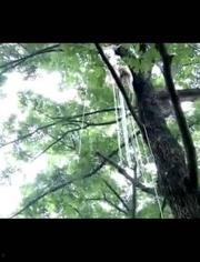 在线播放决站风铃渡,在线播放站上的浪漫奇幻之旅